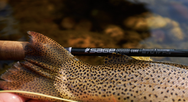 Sage R8 Fly Fishing Rod Action Sage R8 Fly Fishing Rod Action